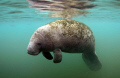   Lone Manatee. Camera Nikon D200 Manatee D-200 200  